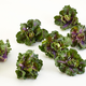Illustration for article titled Coming Soon: BrusselKale, the Food of the Future